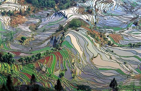 Terraced Farmland