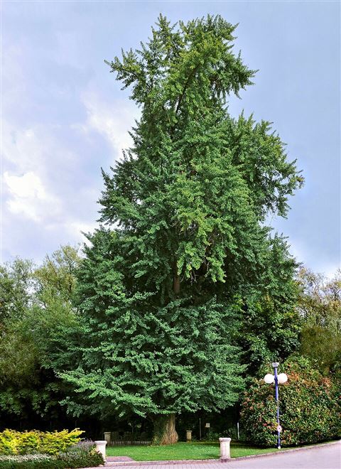 World's largest ginkgo tree